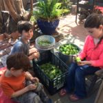 It's a family affair! Check out the kids doing their part with the tomatillos!